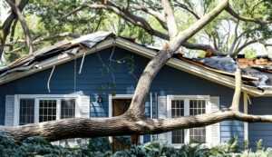 House Damaged By Fallen Tree